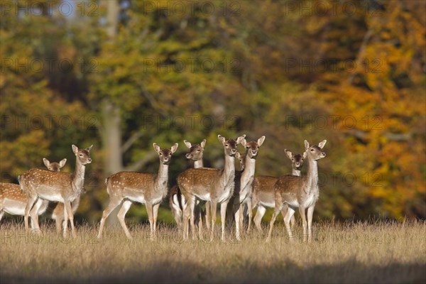 Fallow deer