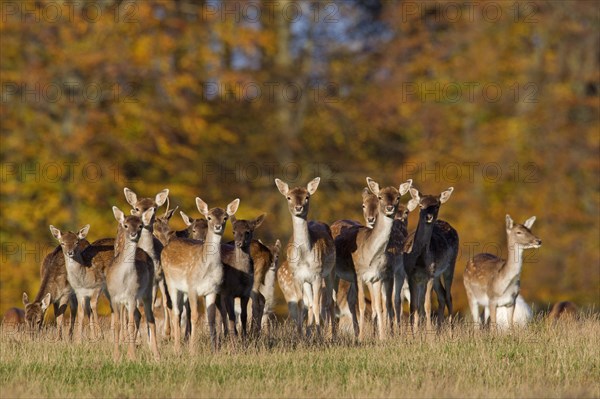 Fallow deer