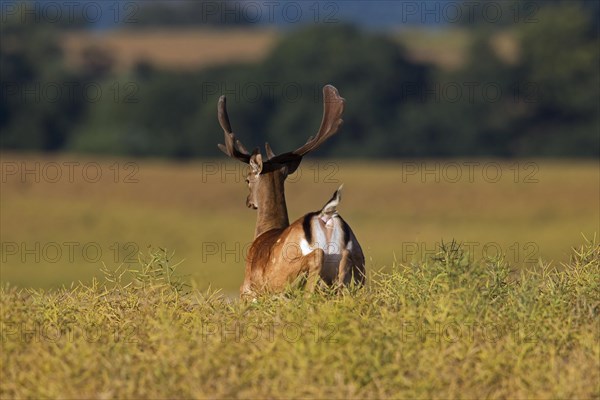 Fallow deer