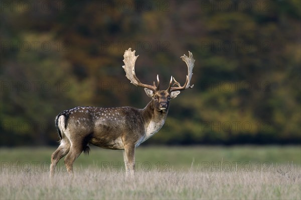 Fallow deer