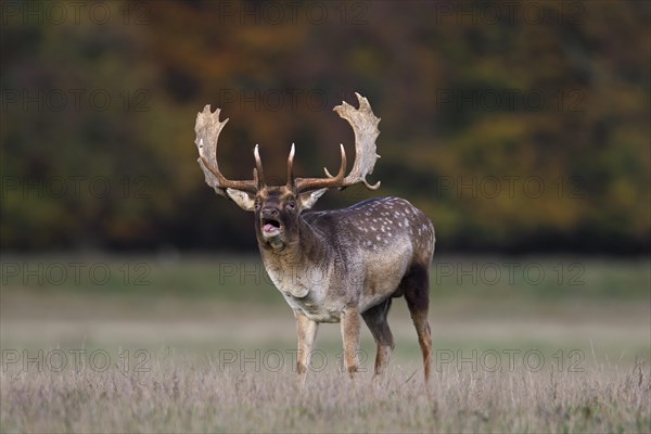 Fallow deer