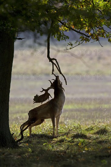 Fallow deer