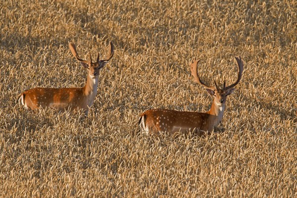 Two fallow deer