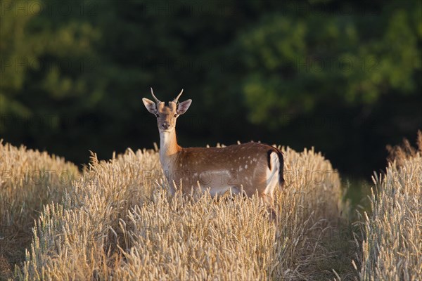 Fallow deer