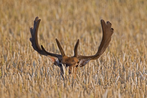 Fallow deer