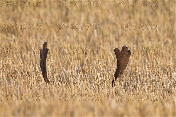 Fallow deer