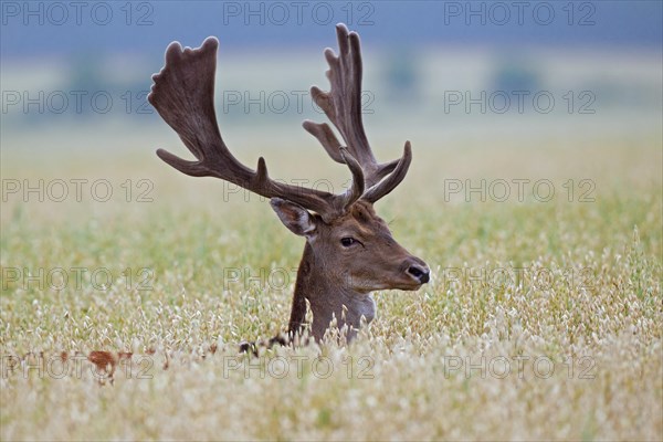 Fallow deer