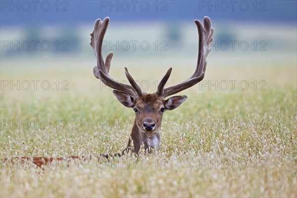 Fallow deer