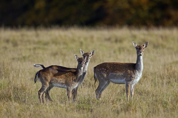 Fallow deer