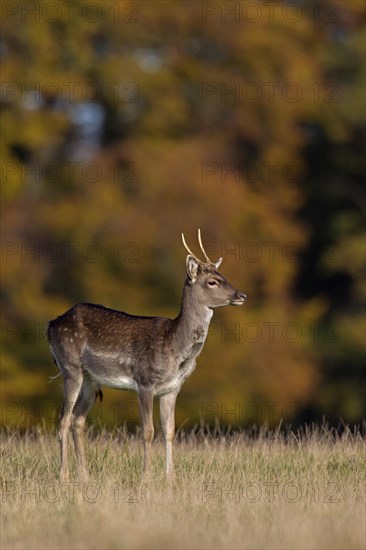 Fallow deer