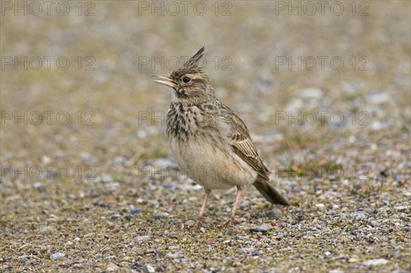 Crested lark