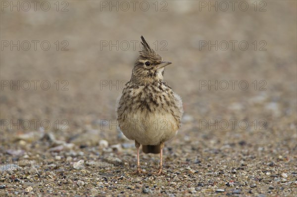 Crested lark