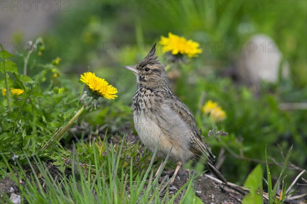 Crested lark