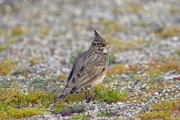 Crested lark