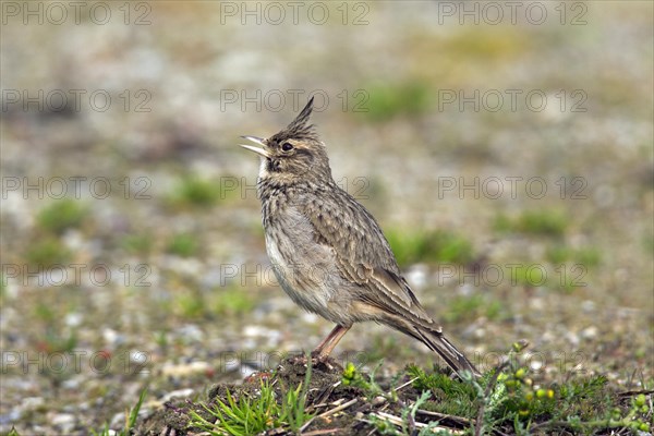 Crested lark