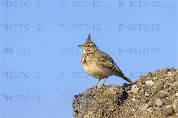 Crested lark