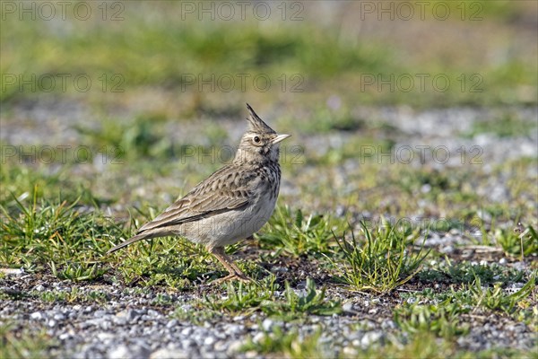 Crested lark