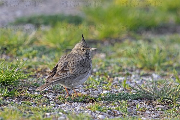 Crested lark