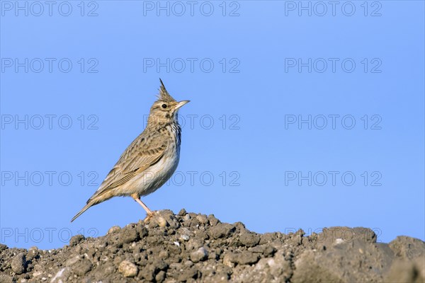 Crested lark