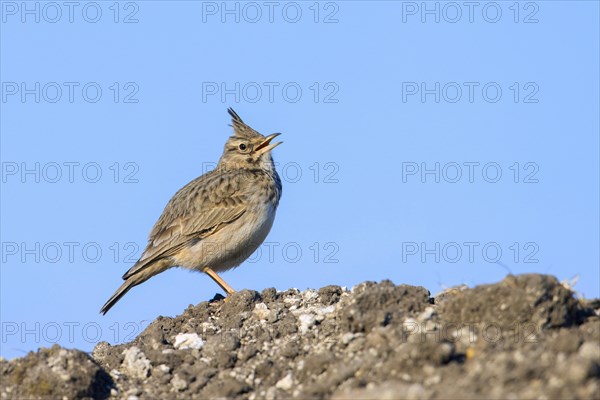 Crested lark