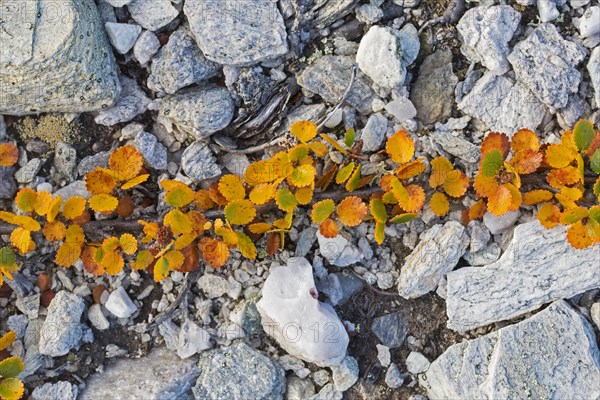 Dwarf birch