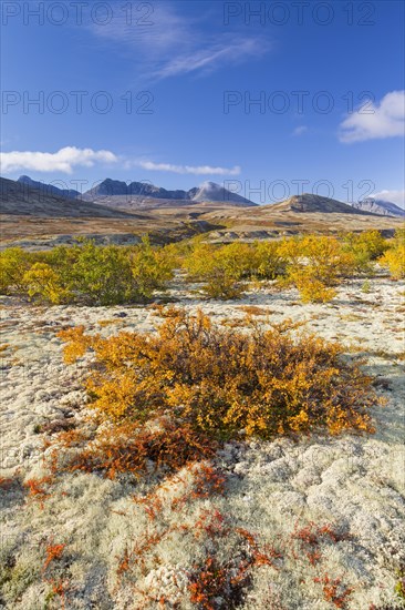 Dwarf birch