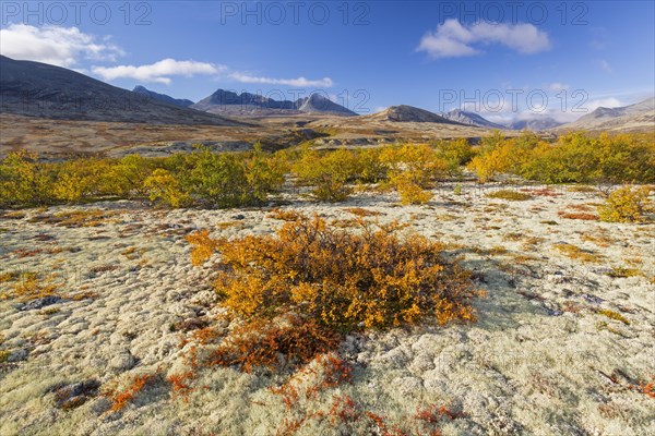 Dwarf birch