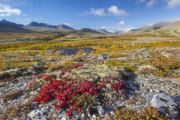 Red leaves of alpine bearberry