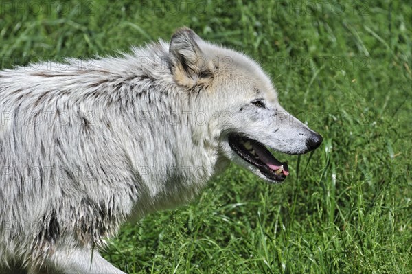 Mackenzie Valley Wolf