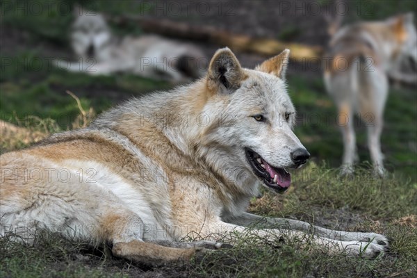 Northwestern wolves