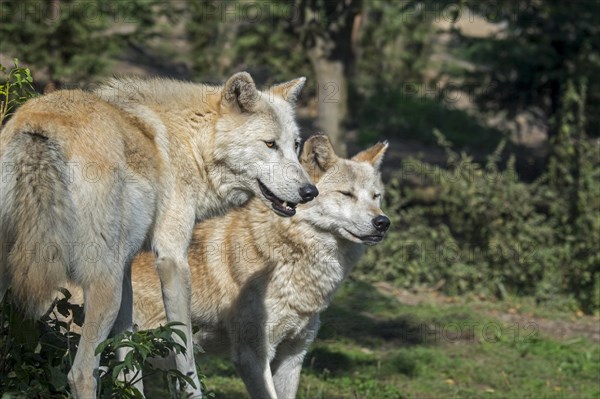 Two Northwestern wolves