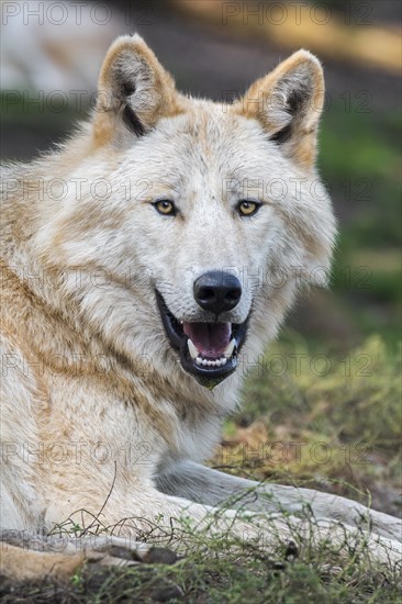 Northwestern wolf