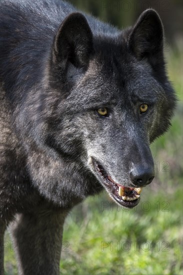 Black Northwestern wolf