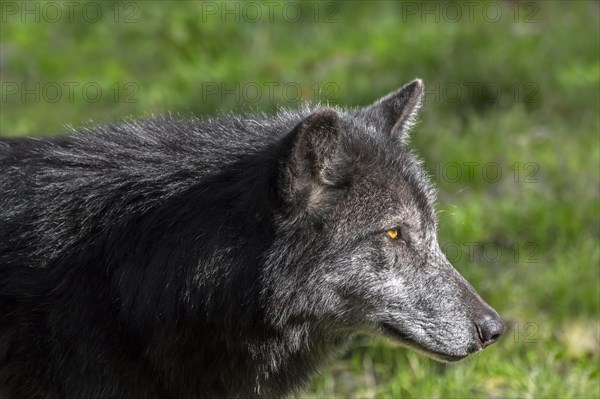 Black Northwestern wolf