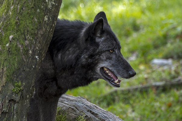 Black Northwestern wolf