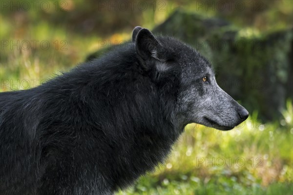 Black Northwestern wolf