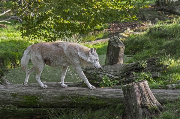 White Northwestern wolf