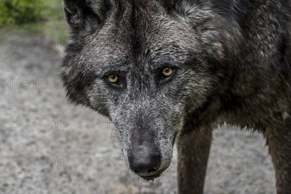 Black Northwestern wolf