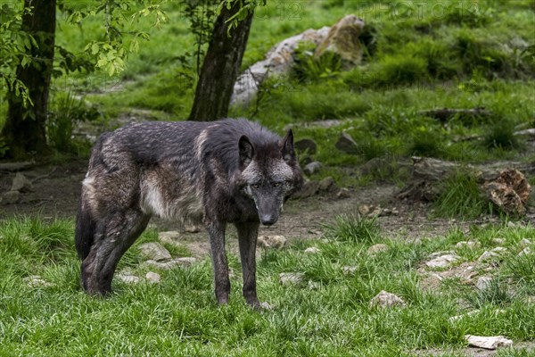 Black Northwestern wolf