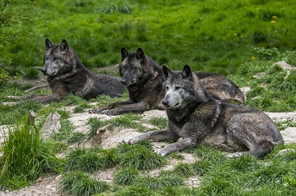 Three black Northwestern wolves