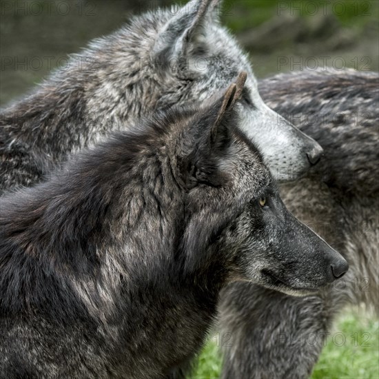 Close-up portrait of three black Northwestern wolves