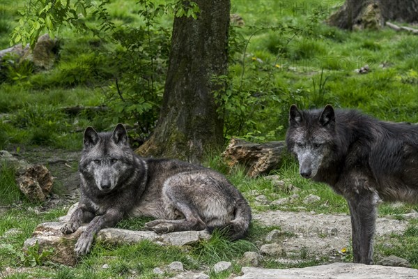 Two black Northwestern wolves