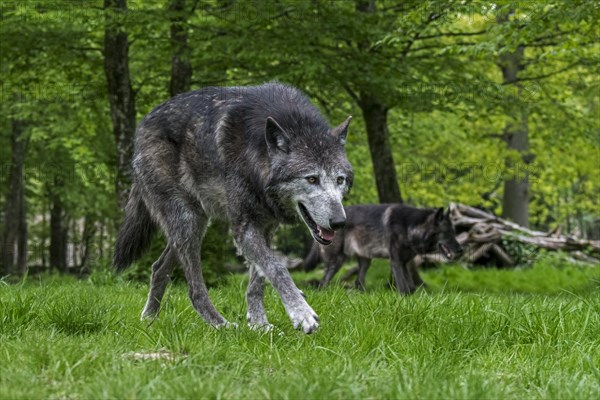 Two black Northwestern wolves