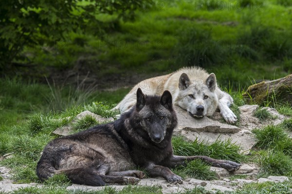 Black and white Northwestern wolves