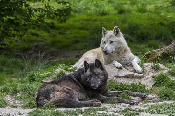 Black and white Northwestern wolves