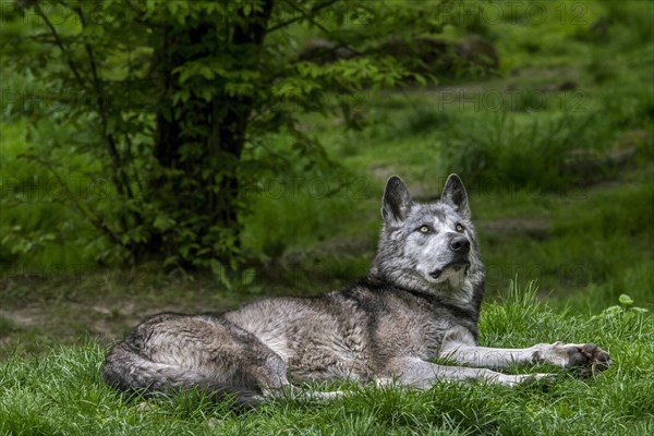 Black Northwestern wolf