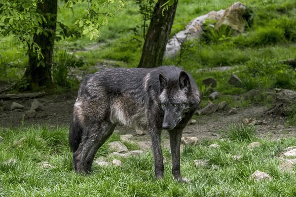 Black Northwestern wolf