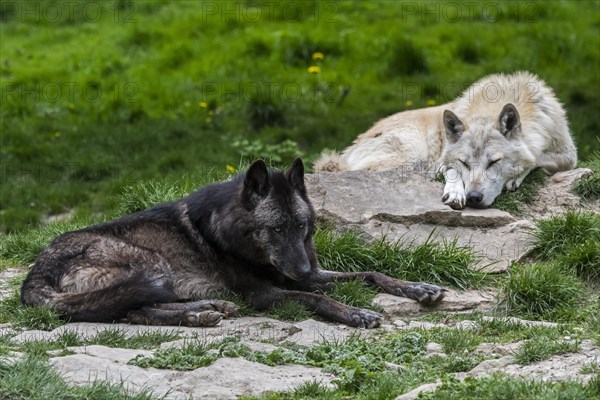 Northwestern wolf