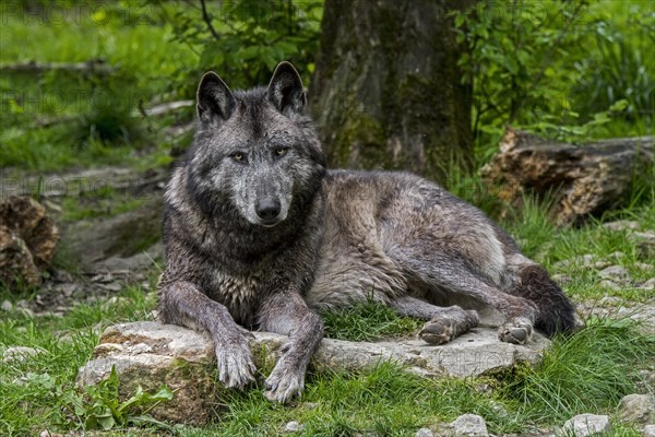 Black Northwestern wolf