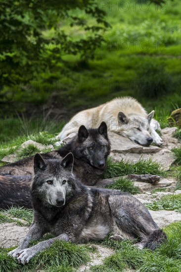 Pack of black and white Northwestern wolves